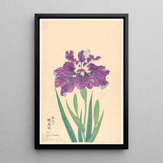 Anonymous - Brocade of Yezo YezoNishiki.webp