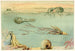 Cefalopodi - Anonimo — vista dell’opera