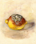 Citrus limon - Anonimo — vista dell’opera