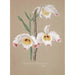 Collection d'orchidées Pl01 - Anonyme — vista dell’opera