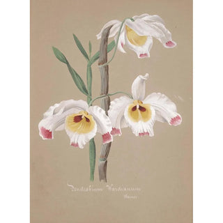 Anonymous - Collection dorchidees Pl01.webp