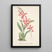 Riproduzione del dipinto Collection di orchidee Pl02 - Anonimo