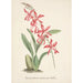 Riproduzione del dipinto Collection di orchidee Pl02 - Anonimo