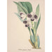 Collection d'orchidées Pl06 - Anonyme — vista dell’opera