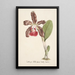 Riproduzione del dipinto Collection di orchidee Pl07 - Anonimo