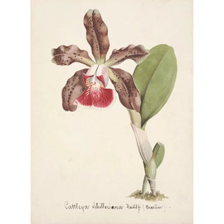 Anonymous - Collection dorchidees Pl07.webp