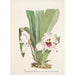 Collection d'orchidées Pl08 - Anonyme — vista dell’opera