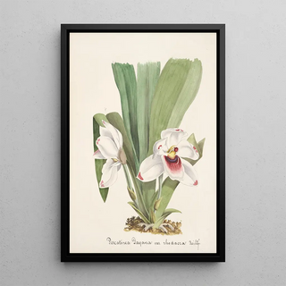 Anonymous - Collection dorchidees Pl08.webp