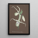 Riproduzione del dipinto Collection d'orchidées Pl11 - Anonyme