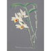 Collection d'orchidées Pl12 - Anonyme — vista dell’opera