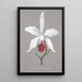 Riproduzione del dipinto Collection di orchidee Pl13 - Anonimo
