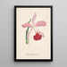Riproduzione del dipinto Collection d'orchidées Pl16 - Anonyme