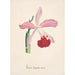 Riproduzione del dipinto Collection d'orchidées Pl16 - Anonyme