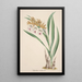 Riproduzione del dipinto Collection di orchidee Pl18 - Anonimo