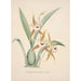 Collection di orchidee Pl19 - Anonimo — vista dell’opera