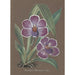 Collection d'orchidées Pl20 - Anonyme — vista dell’opera