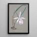 Riproduzione del dipinto Collection d'orchidées Pl21 - Anonyme