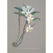 Collection di orchidee Pl22 - Anonimo — vista dell’opera