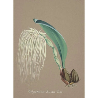 Anonymous - Collection dorchidees Pl23.webp