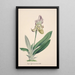 Riproduzione del dipinto Collection di orchidee Pl24 - Anonimo