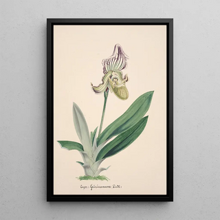 Anonymous - Collection dorchidees Pl24.webp