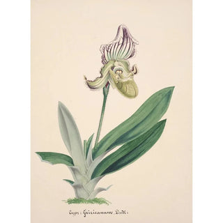 Anonymous - Collection dorchidees Pl24.webp