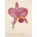 Collection d'orchidées Pl25 - Anonyme — vista dell’opera