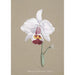Riproduzione del dipinto Collection d'orchidées Pl26 - Anonyme
