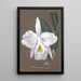 Collection d'orchidées Pl27 - Anonyme — quadro incorniciato alla parete