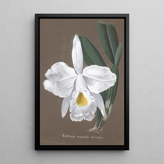 Anonymous - Collection dorchidees Pl27.webp