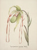 Collection d'orchidées Pl28 - Anonyme — vista dell’opera