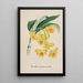 Riproduzione del dipinto Collection di orchidee Pl32 - Anonimo