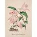 Collection d'orchidées Pl33 - Anonyme — vista dell’opera