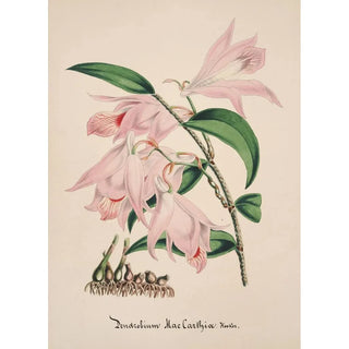 Anonymous - Collection dorchidees Pl33.webp