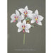 Collection di orchidee Pl34 - Anonimo — vista dell’opera