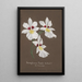 Collection di orchidee Pl35 - Anonimo — vista dell’opera