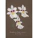 Collection di orchidee Pl35 - Anonimo — quadro incorniciato alla parete
