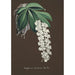 Collection di orchidee Pl38 - Anonimo — vista dell’opera