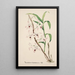 Riproduzione del dipinto Collection d'orchidées Pl39 - Anonyme