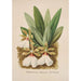 Collection d'orchidées Pl40 - Anonyme — vista dell’opera