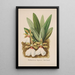 Collection d'orchidées Pl40 - Anonyme — quadro incorniciato alla parete