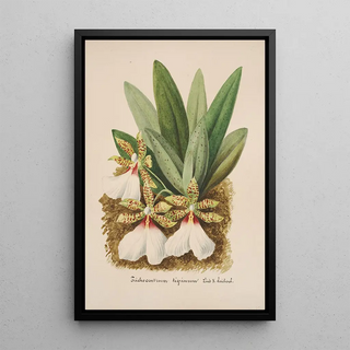 Anonymous - Collection dorchidees Pl40.webp