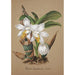 Collection di orchidee Pl42 - Anonimo — vista dell’opera