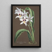 Riproduzione del dipinto Collection d'orchidées Pl43 - Anonyme