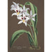 Riproduzione del dipinto Collection d'orchidées Pl43 - Anonyme