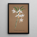 Riproduzione del dipinto Collection di orchidee Pl44 - Anonimo