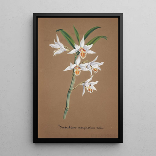 Anonymous - Collection dorchidees Pl44.webp