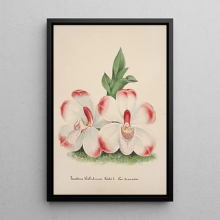 Anonymous - Collection dorchidees Pl46.webp