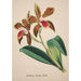 Collection di orchidee Pl47 - Anonimo — vista dell’opera
