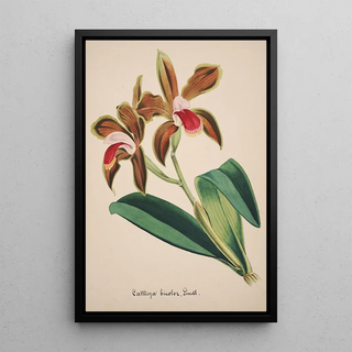 Anonymous - Collection dorchidees Pl47.webp